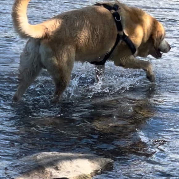 Meet your Posher, Zerina - Picture 2 of 2